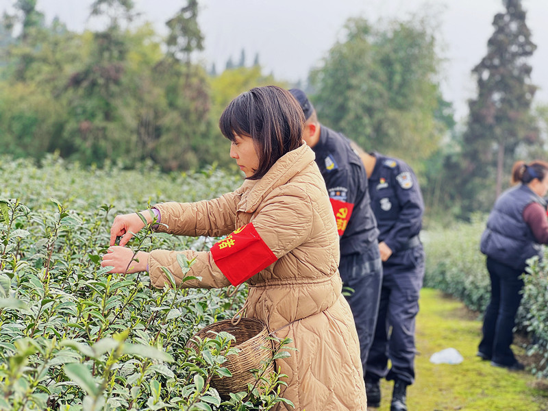 助農采茶 (2).JPG